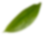 Leaf-1